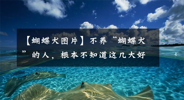 【蝴蝶犬图片】不养“蝴蝶犬”的人，根本不知道这几大好处