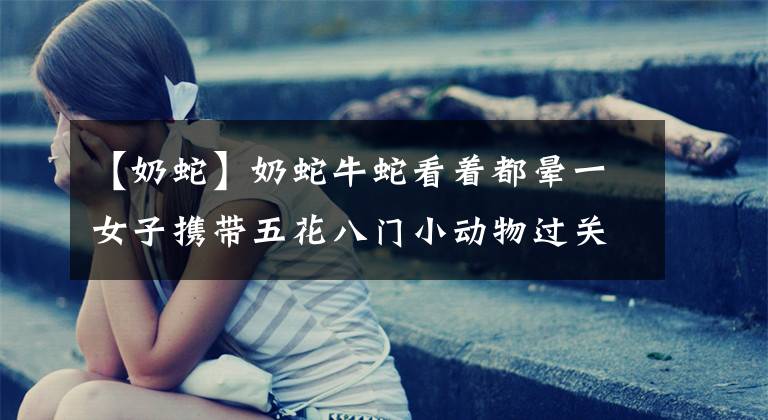 【奶蛇】奶蛇牛蛇看着都晕一女子携带五花八门小动物过关被截
