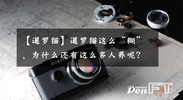【暹罗猫】暹罗猫这么“糊”，为什么还有这么多人养呢？