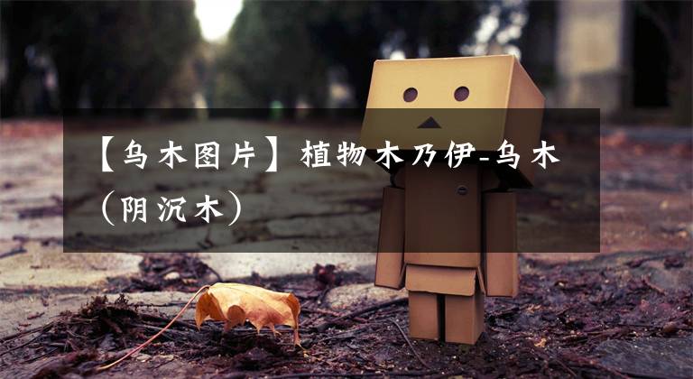 【乌木图片】植物木乃伊-乌木（阴沉木）