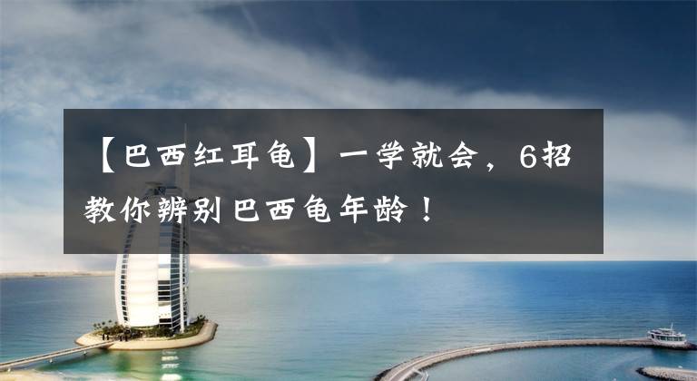 【巴西红耳龟】一学就会，6招教你辨别巴西龟年龄！