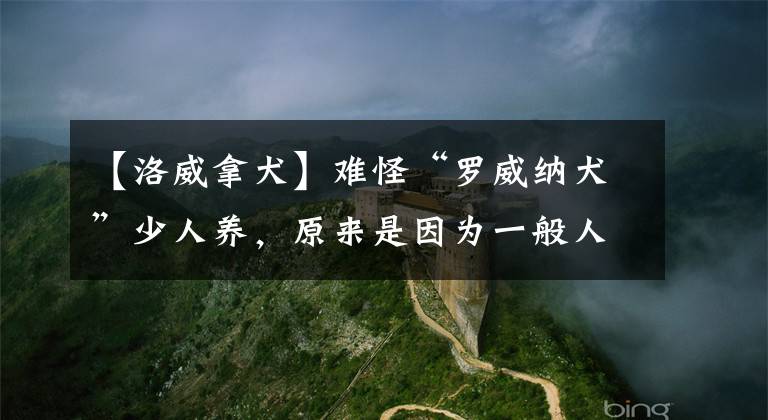 【洛威拿犬】难怪“罗威纳犬”少人养，原来是因为一般人养不了