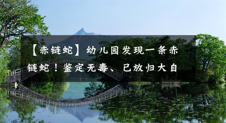 【赤链蛇】幼儿园发现一条赤链蛇！鉴定无毒、已放归大自然