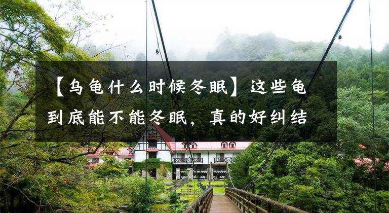 【乌龟什么时候冬眠】这些龟到底能不能冬眠，真的好纠结啊