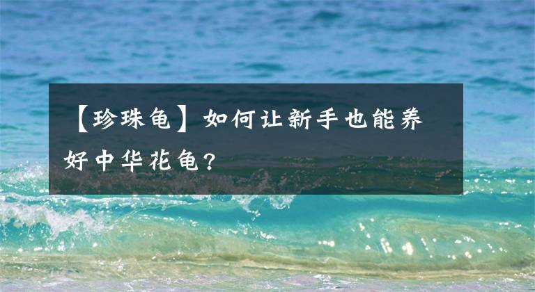 【珍珠龟】如何让新手也能养好中华花龟?