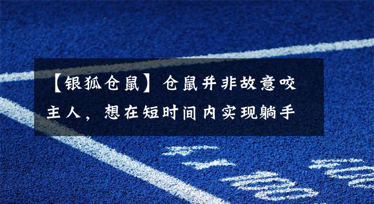 【银狐仓鼠】仓鼠并非故意咬主人，想在短时间内实现躺手，还需明白这些原因