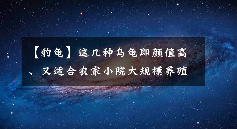 【豹龟】这几种乌龟即颜值高、又适合农家小院大规模养殖