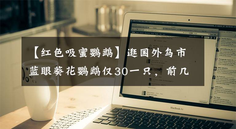 【红色吸蜜鹦鹉】逛国外鸟市蓝眼葵花鹦鹉仅30一只，前几天花50买了一只，亏大了