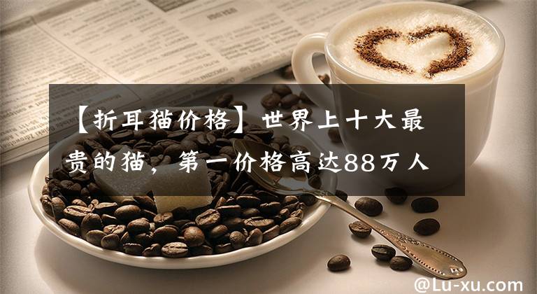 【折耳猫价格】世界上十大最贵的猫，第一价格高达88万人民币