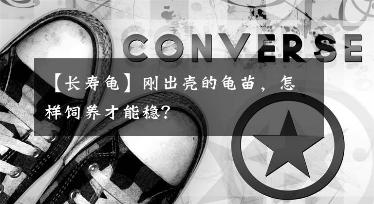 【长寿龟】刚出壳的龟苗，怎样饲养才能稳？