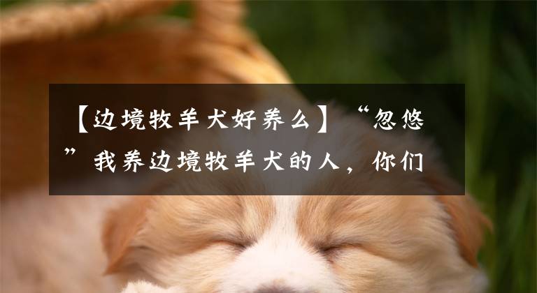 【边境牧羊犬好养么】“忽悠”我养边境牧羊犬的人，你们真把我害苦了