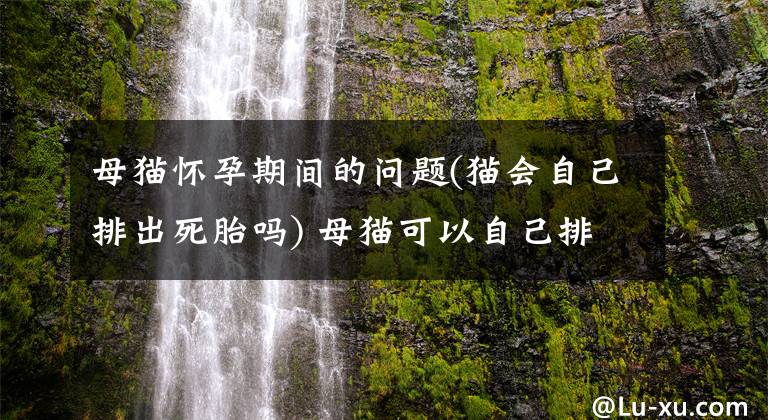 母猫怀孕期间的问题(猫会自己排出死胎吗) 母猫可以自己排死胎吗