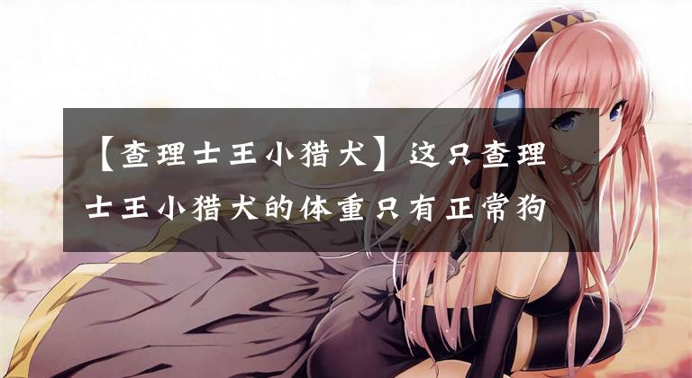 【查理士王小猎犬】这只查理士王小猎犬的体重只有正常狗狗的一半，却因此萌翻众人