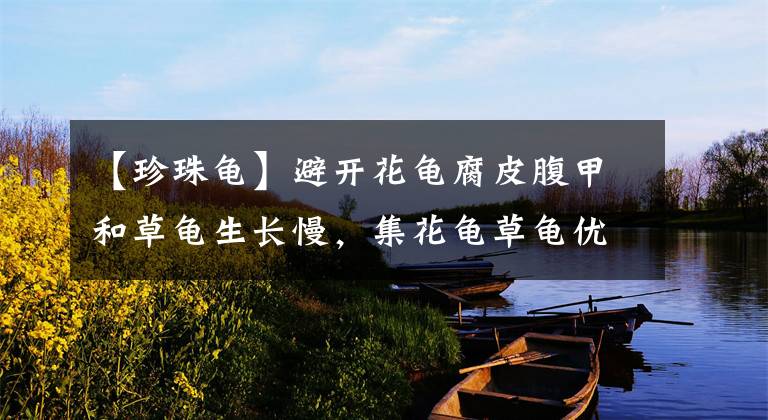 【珍珠龟】避开花龟腐皮腹甲和草龟生长慢，集花龟草龟优点于一身的花草杂