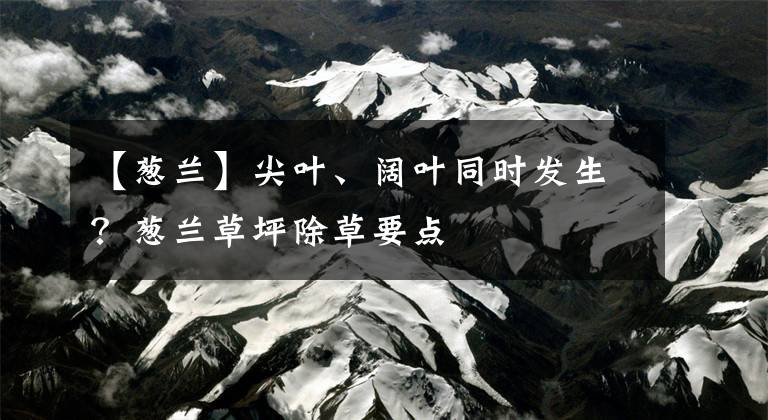 【葱兰】尖叶、阔叶同时发生？葱兰草坪除草要点