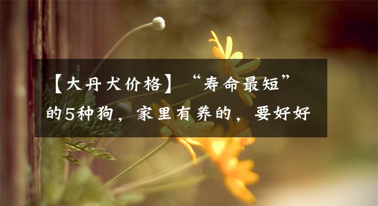 【大丹犬价格】“寿命最短”的5种狗，家里有养的，要好好珍惜