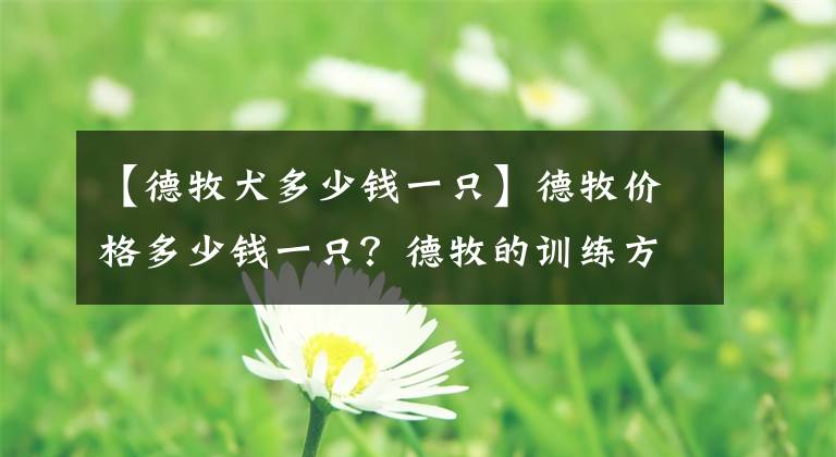 【德牧犬多少钱一只】德牧价格多少钱一只？德牧的训练方法和技巧你知道吗？