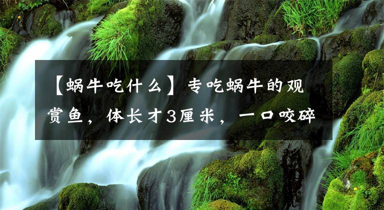 【蜗牛吃什么】专吃蜗牛的观赏鱼，体长才3厘米，一口咬碎苹果螺