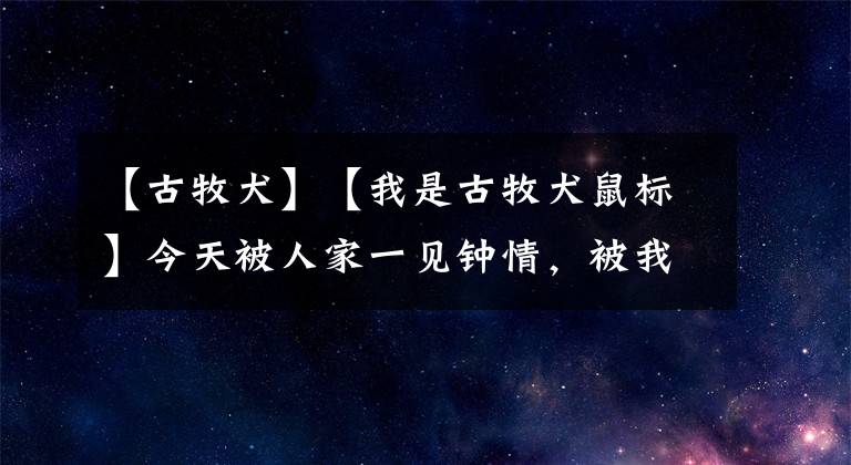 【古牧犬】【我是古牧犬鼠标】今天被人家一见钟情，被我无情的拒绝啦。