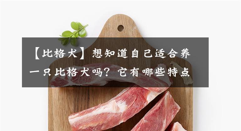 【比格犬】想知道自己适合养一只比格犬吗？它有哪些特点？