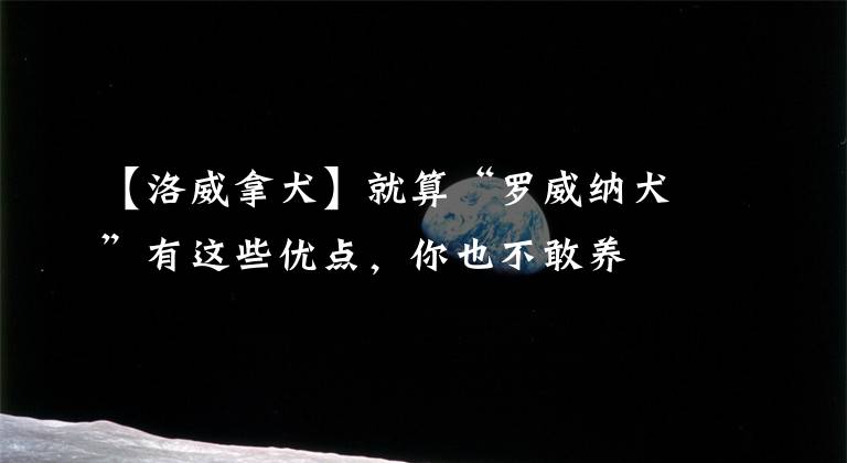 【洛威拿犬】就算“罗威纳犬”有这些优点，你也不敢养