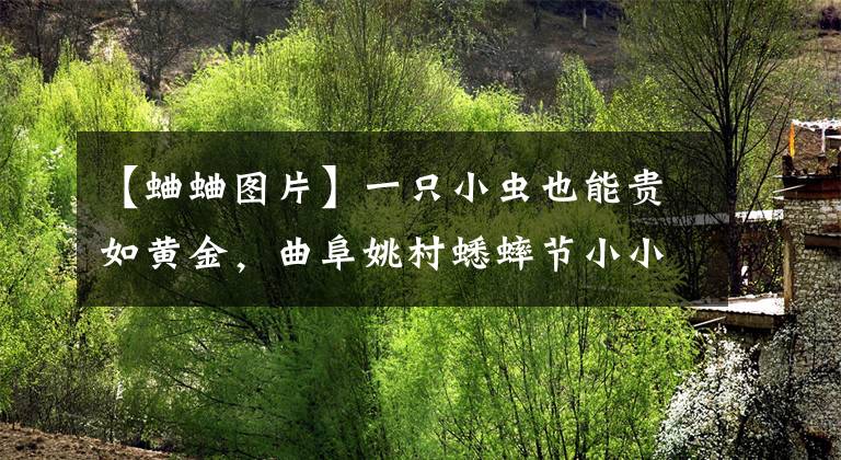 【蛐蛐图片】一只小虫也能贵如黄金，曲阜姚村蟋蟀节小小蟋蟀卖出天价