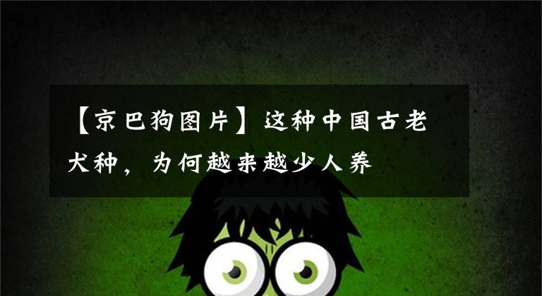 【京巴狗图片】这种中国古老犬种，为何越来越少人养