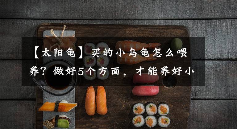 【太阳龟】买的小乌龟怎么喂养？做好5个方面，才能养好小乌龟