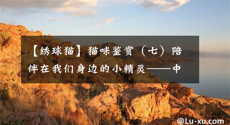 【绣球猫】猫咪鉴赏（七）陪伴在我们身边的小精灵——中华田园猫 临清狮子猫