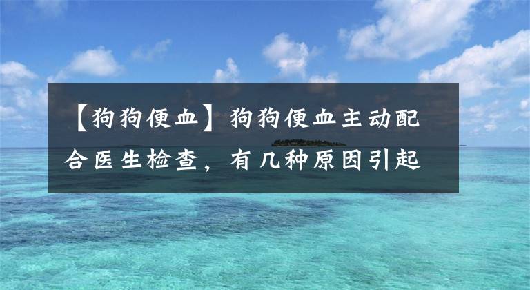 【狗狗便血】狗狗便血主动配合医生检查，有几种原因引起的，还好不是传染病
