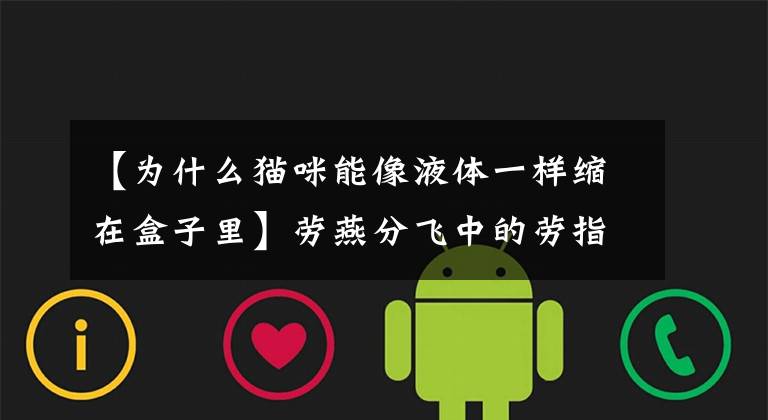 【为什么猫咪能像液体一样缩在盒子里】劳燕分飞中的劳指的是什么？蚂蚁庄园10月19日答案 小鸡宝宝考考你每日答案总汇