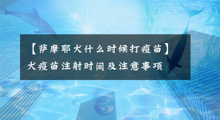 【萨摩耶犬什么时候打疫苗】犬疫苗注射时间及注意事项