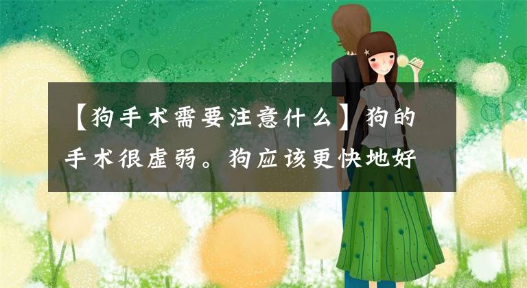 【狗手术需要注意什么】狗的手术很虚弱。狗应该更快地好起来。主人要注意这六点