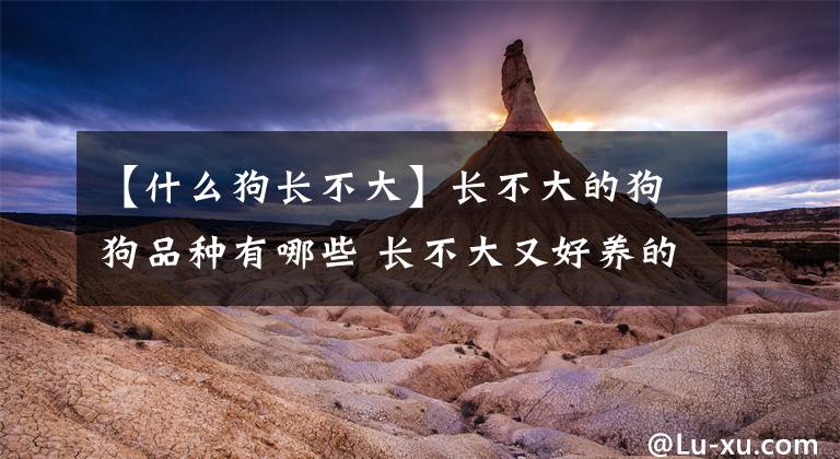 【什么狗长不大】长不大的狗狗品种有哪些 长不大又好养的狗狗品种推荐