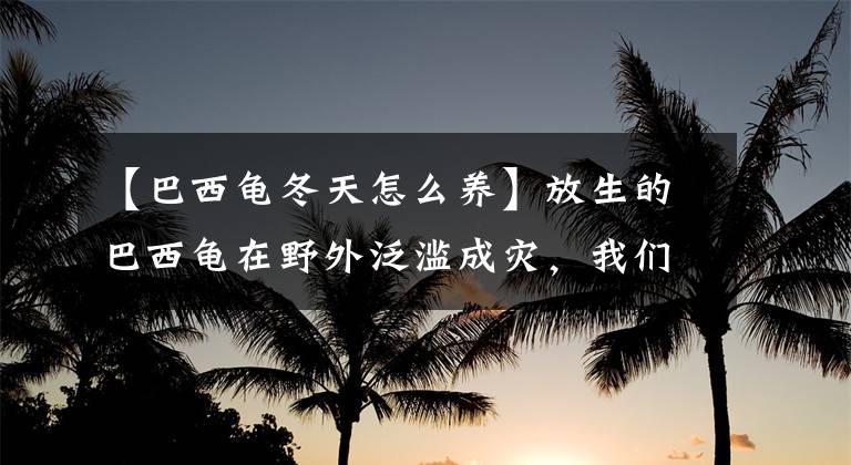 【巴西龟冬天怎么养】放生的巴西龟在野外泛滥成灾，我们饲养总是死，这是为什么？
