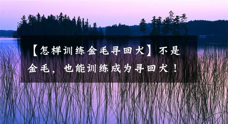 【怎样训练金毛寻回犬】不是金毛，也能训练成为寻回犬！