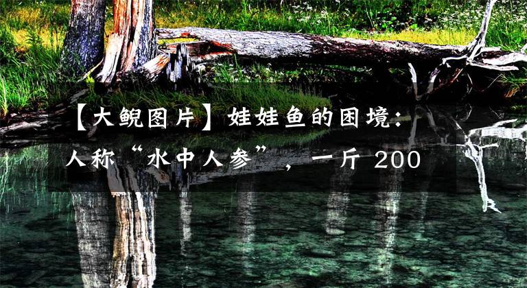 【大鲵图片】娃娃鱼的困境：人称“水中人参”，一斤 2000到烂大街，经历了什么