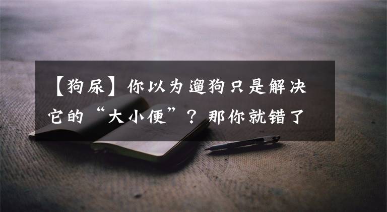 【狗尿】你以为遛狗只是解决它的“大小便”？那你就错了