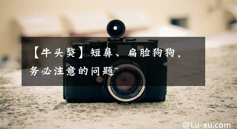 【牛头獒】短鼻、扁脸狗狗，务必注意的问题~
