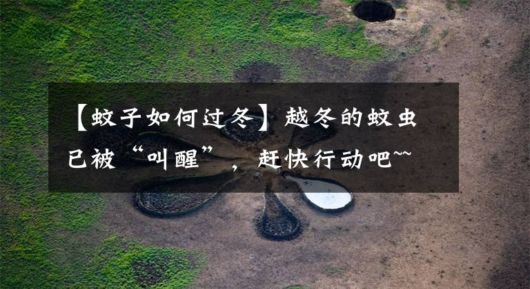 【蚊子如何过冬】越冬的蚊虫已被“叫醒”，赶快行动吧~~
