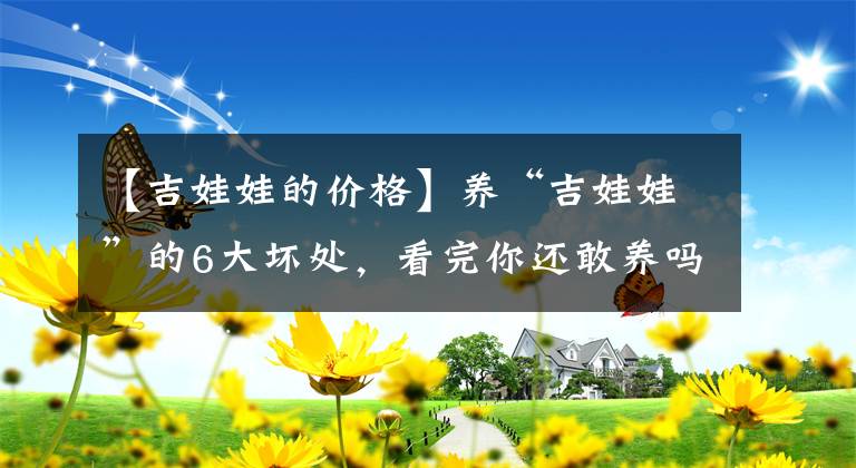 【吉娃娃的价格】养“吉娃娃”的6大坏处，看完你还敢养吗？
