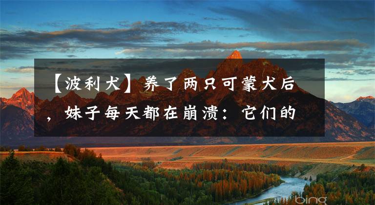 【波利犬】养了两只可蒙犬后，妹子每天都在崩溃：它们的毛里经常卡着蜜蜂