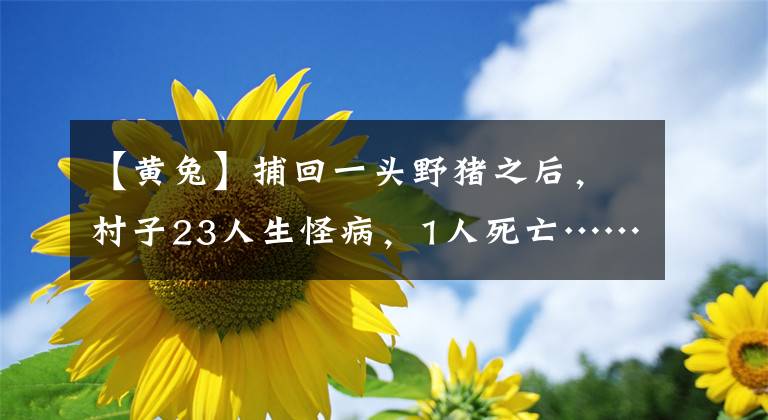 【黄兔】捕回一头野猪之后，村子23人生怪病，1人死亡……哪些野生动物不能再滥食了？