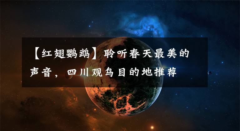 【红翅鹦鹉】聆听春天最美的声音，四川观鸟目的地推荐