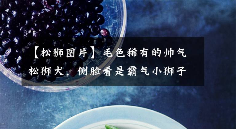【松狮图片】毛色稀有的帅气松狮犬，侧脸看是霸气小狮子，实际上超可爱