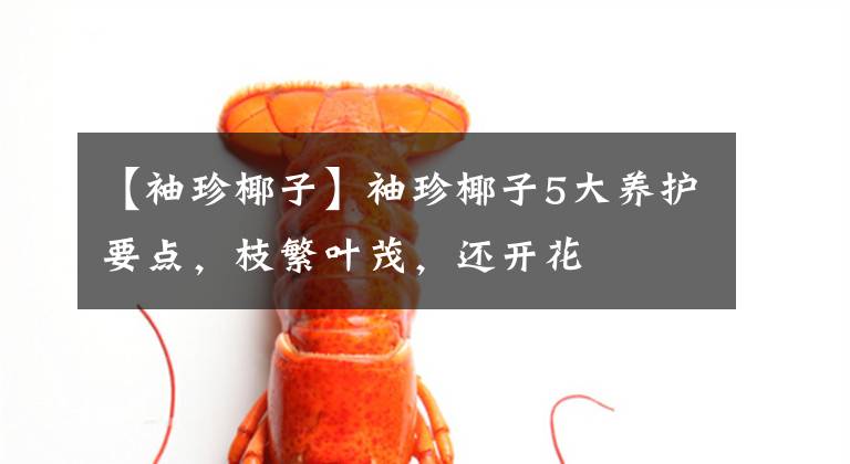 【袖珍椰子】袖珍椰子5大养护要点，枝繁叶茂，还开花