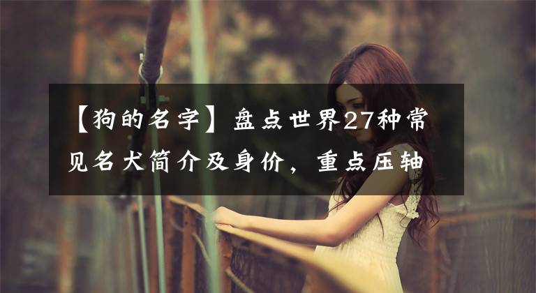 【狗的名字】盘点世界27种常见名犬简介及身价，重点压轴出场