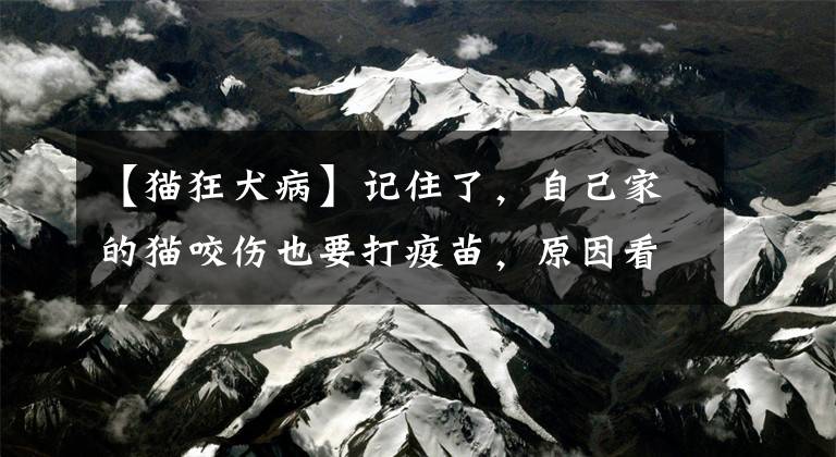 【猫狂犬病】记住了，自己家的猫咬伤也要打疫苗，原因看这里