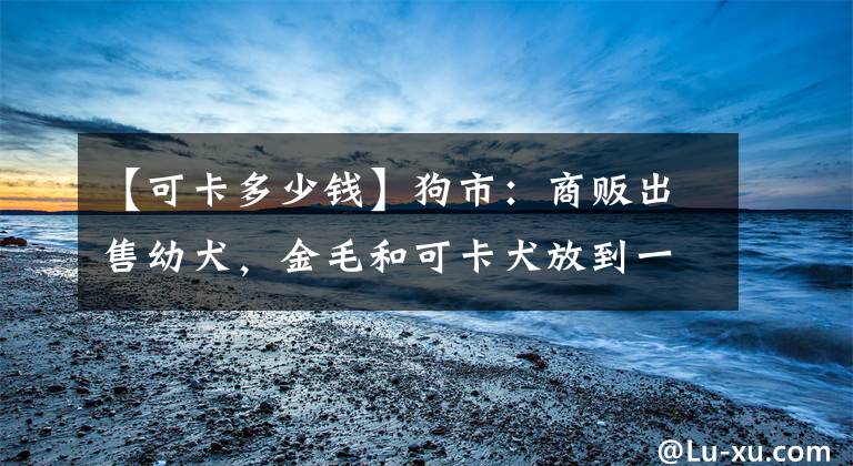 【可卡多少钱】狗市：商贩出售幼犬，金毛和可卡犬放到一起难以分辨！