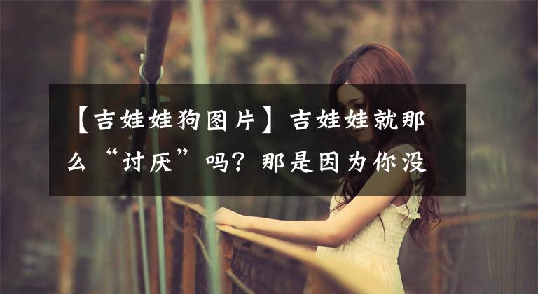 【吉娃娃狗图片】吉娃娃就那么“讨厌”吗？那是因为你没养过，不知道这几个优点
